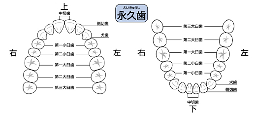 永久歯名称の説明画像